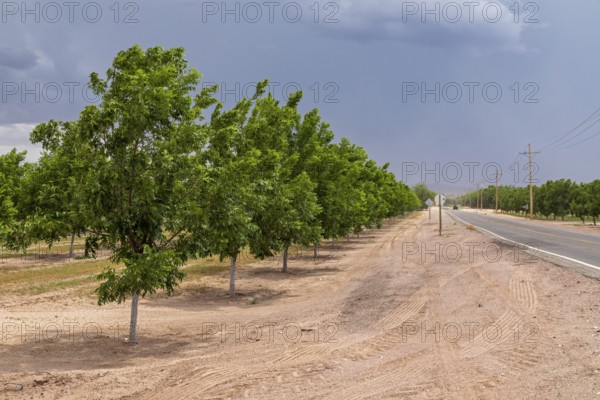 Rincon, New Mexico, Water-hungry pecan trees growing in the midst of a severe dought in the New Mexico desert. The extensive pecan farms around Las Cruces are watered by flooding orchards with irrigation water from the Rio Grande or by pumping water from underground