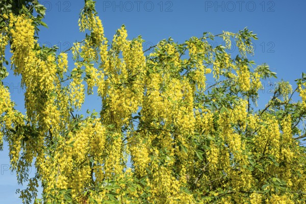 Golden chain (Laburnum) or Golden rain in Ystad, Skåne County, Sweden, Scandinavia