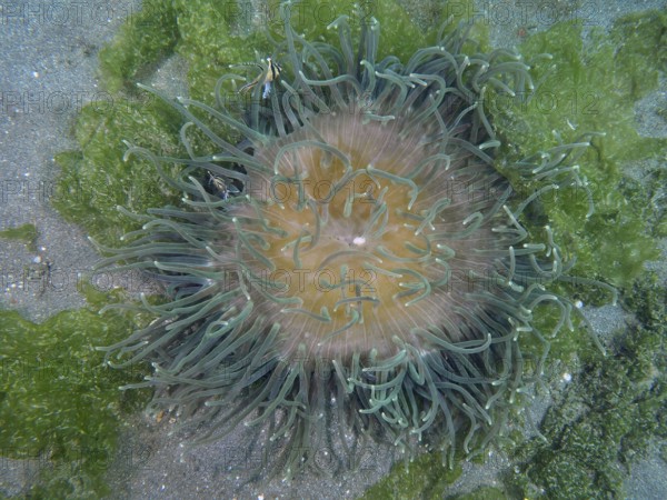 Corkscrew anemone (Macrodactyla doreensis) with green tentacles and orange centre on sandy seabed, dive site Secret Bay, Gilimanuk, Bali, Indonesia