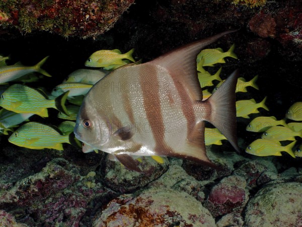 Atlantic spadefish (Chaetodipterus faber) with distinctive stripes, dive site John Pennekamp Coral Reef State Park, Key Largo, Florida Keys, Florida, USA