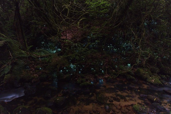 Bioluminescence, luminous glowworm (Arachnocampa luminosa), maggot of the fungus gnat (Mycetophilidae), Waterfall track, Mclaren Fall Park, Omanawa, North Island, New Zealand