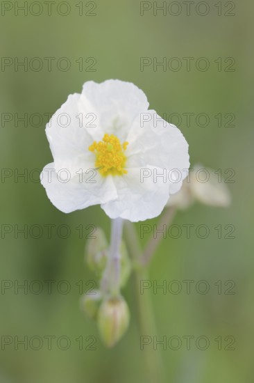 White rock-rose (Helianthemum apenninum), flower, Provence, southern France