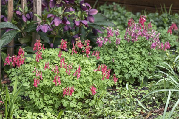 Fingered Larkspur (Corydalis solida 'G.P.Baker')