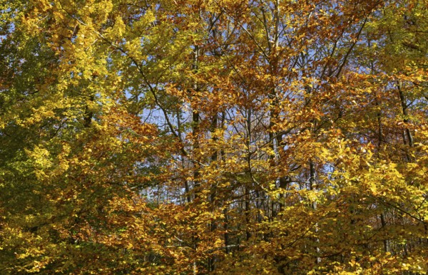 Heavily discoloured beech (Fagus) in the Blockheide nature park Park near Gmünd, Waldviertel, Lower Austria, Austria