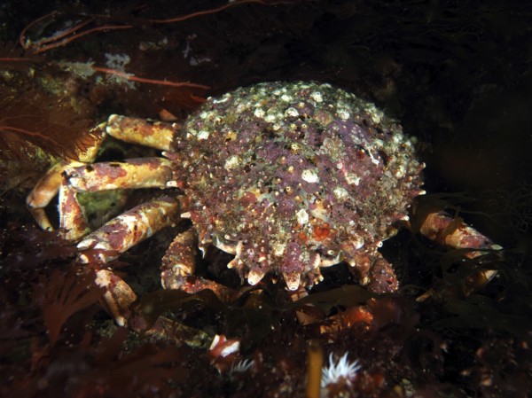 A spider crab (Maja squinado) moves across the dark seabed. Dive site Maharees Islands, Castlegregory, Co. Kerry, Irish Sea, North Atlantic, Ireland