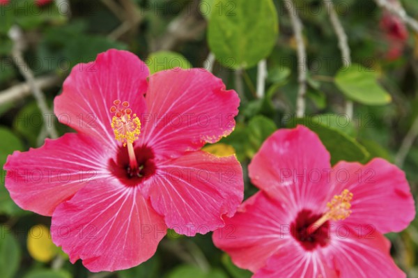 Hibiscus fragilis (Creole: mandrinette), San Cristobal, Galapagos, Ecuador