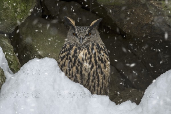 Eurasian eagle owl (Bubo bubo) sitting on rock ledge in cliff face during snow shower in winter