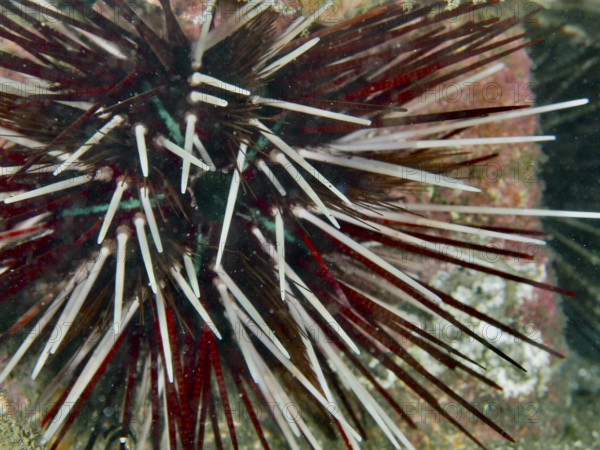 Close-up of a red and white sea urchin with strong spines, banded sea urchin (Echinothrix calamaris), dive site Secret Bay, Gilimanuk, Bali, Indonesia
