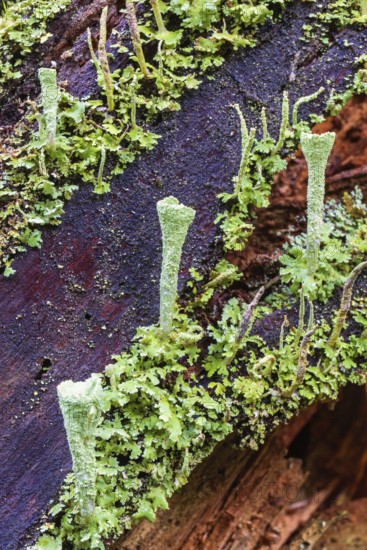 Close up at Trumpet cup lichen (Cladonia fimbriata) growing on a tree stump