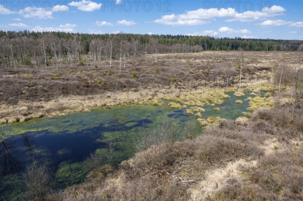 Mecklenbruch raised bog, nature reserve, Solling-Vogler nature park Park, Lower Saxony, Germany