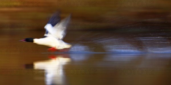 Goosander (Mergus merganser), drake at take-off from the water, tow, wiping effect, Middle Elbe Biosphere Reserve, Dessau-Roßlau, Saxony-Anhalt, Germany