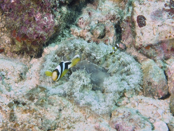 Two clownfish exploring a colourful glass bead anemone (Heteractis aurora) on the coral reef, dive site Close Encounters, Permuteran, Bali, Indonesia