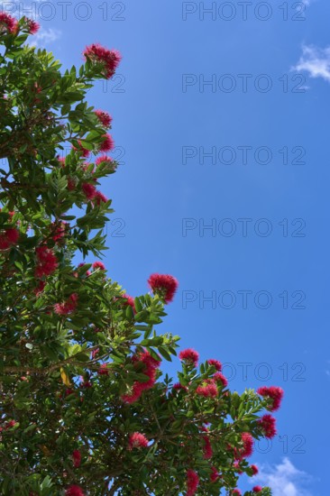 A tree with red flowers against a clear blue sky depicting a sunny summer day, Whiritoa, Wakaito, Coromandel Peninsula, North Island, New Zealand