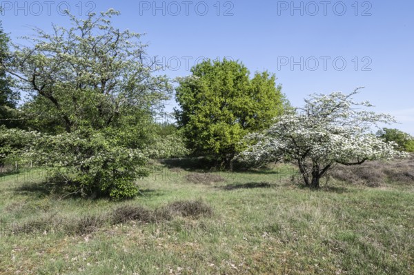 Hawthorn (Crataegus monogyna) in hute forest landscape, Emsland, Lower Saxony, Germany