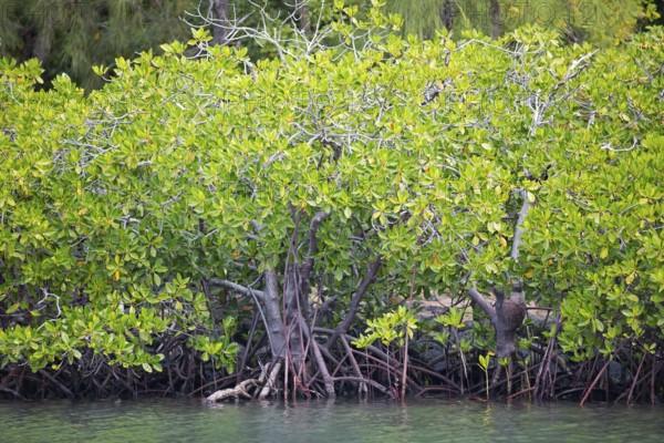 Red mangroves (Rhizophora mangle), Île d'Ambre or Amber Island, Riviere du Rempart region, Mauritius