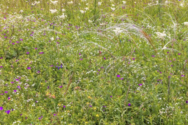 Blooming meadow with wildflowers like bloody crane's-bill (Geranium sanguineum) and feather grass (Stipa pennata) a summer day, Falköping, Sweden