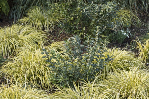 Fleshberry (Sarcococca confusa)