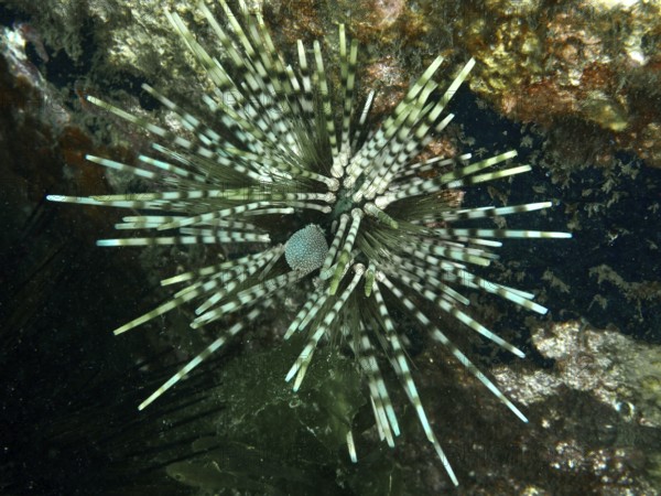 Exotic patterned sea urchin in an interesting colour and with long spines, banded sea urchin (Echinothrix calamaris), dive site Secret Bay, Gilimanuk, Bali, Indonesia
