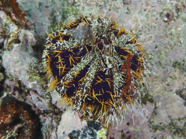 Peacock urchin (Tripneustes gratilla) with sharp spines and yellow details in underwater landscape, dive site Toyapakeh, Nusa Ceningan, Nusa Penida, Bali, Indonesia