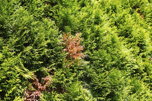 Thujas (Thuja), disease on thuja hedge, brown spots in rich green colour, arborvitae, evergreen hedge plants, scale-like leaves, pests, garden, Germany