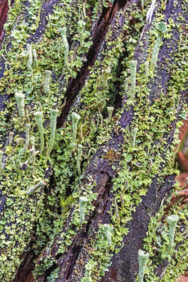 Trumpet cup lichen (Cladonia fimbriata) growing on a tree stump with other lichens