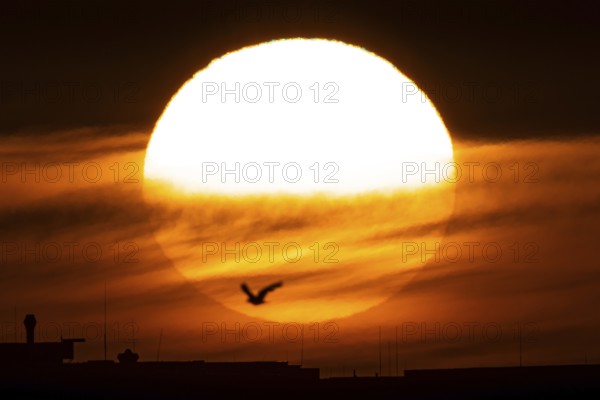 The sun rises in the morning behind the Frankfurt district of Riedberg, Riedberg, Frankfurt am Main, Hesse, Germany