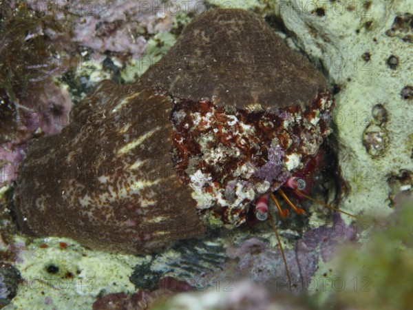 Red Hermit Crab (Dardanus Calidus) hiding in its shell in the Mediterranean Sea near Hyères. Dive site Les Grottes, Giens peninsula, Provence Alpes Côte d'Azur, France