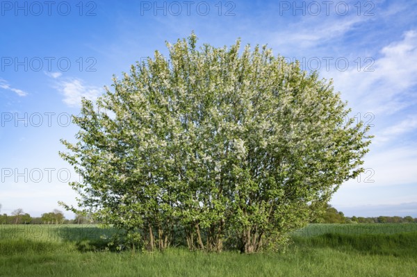 European bird cherry (Prunus padus), flowering, Lower Saxony, Germany