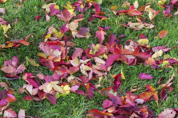 Fallen Acer tataricum 'Bergiana Flame' Amur Maple tree leaves fallen on green grass lawn in autumn, Quebec, Canada