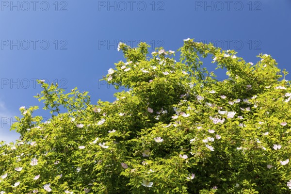 Wild dog rose (Rosa corymbifera) in bloom against a blue sky, Saxony, Germany