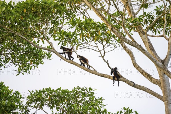 Geoffroy's spider monkey (Ateles geoffroyi), three monkeys in a tree, Sirena, Corcovado National Park, Osa, Puntarena Province, Costa Rica