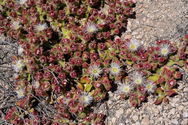 Flowering succulents on Dirk Hartog Island, Dirk Hartog Island National Park, named after the Dutch navigator of the same name, Shire of Shark Bay, State of Western Australia, Australia