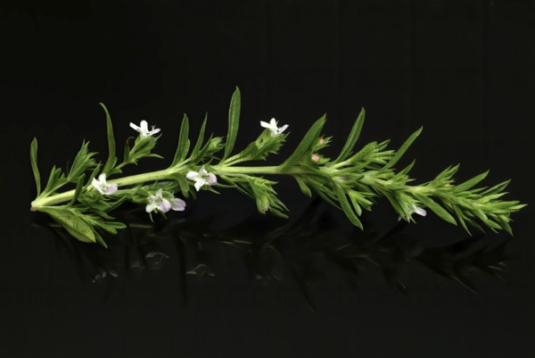 Summer savory (Satureja hortensis), also garden savory, true savory, pepperwort, family of the labiates, used since ancient times as a medicinal plant and spice plant