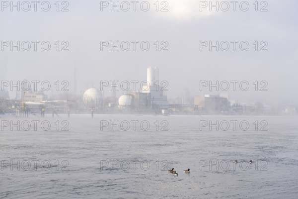 BASF plant site on the banks of the Rhine, chemical company, Canada geese, foggy mood, Ludwigshafen, Rhineland-Palatinate, Germany