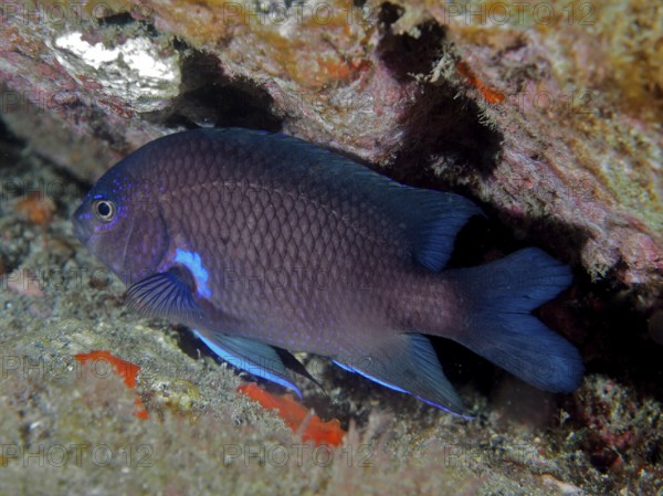 Neon damselfish (Abudefduf luridus), damselfish, dive site Los Cancajos, La Palma, Canary Islands, Spain, Atlantic Ocean