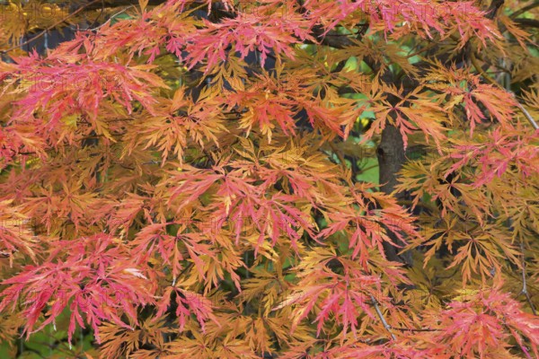 Acer palmatum x pseudosieboldianum 'Jack Frost Ice Dragon' - Hydrid Smooth Japanese Maple tree leaves in autumn, Quebec, Canada