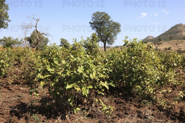 Catha bush, Catha edulis, also known as Abyssinian tea, family of spindle trees, Celastraceae, Kath, Kat, Qat, Khat, Qad, Gat, Chat or Miraa, everyday drug in Ethiopia, Ethiopia