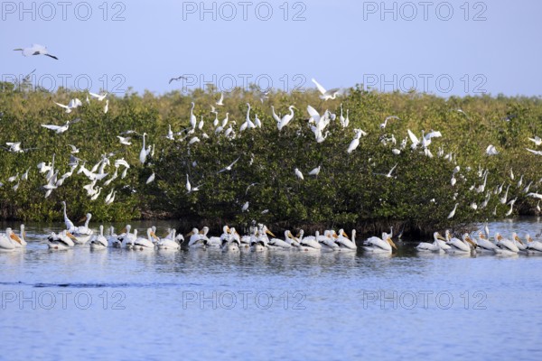 Rhinoceros Pelican (Pelecanus erythrorhynchos), adult, group, in water, fishing, wintering, Snowbirds, Merritt Island, Black Point Wildlife Drive, Florida, USA, North America