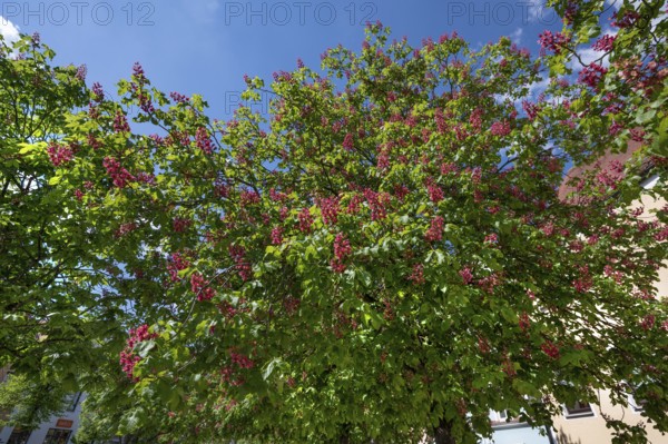 Flowering red chestnut tree (Aesculus pavia), Bavaria, Germany