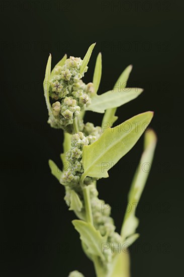 Red goosefoot or red goosefoot (Oxybasis rubra, Chenopodium rubrum), North Rhine-Westphalia, Germany