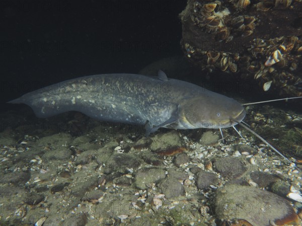 A catfish (Silurus glanis), Waller, swimming along stony bottoms with mussels in the water, dive site Zollbrücke, Rheinau, Canton Zurich, Rhine, High Rhine, Switzerland, Germany