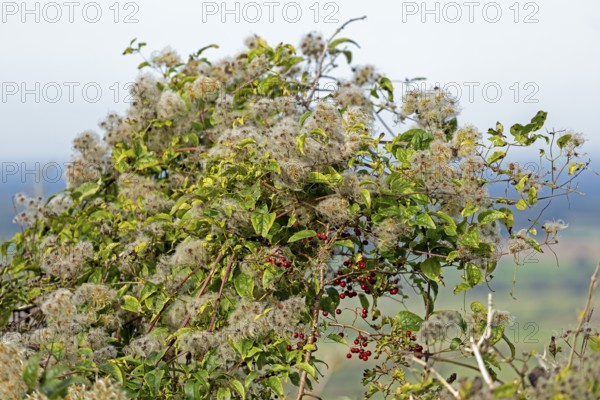 Seed heads, knotweed (Fallopia baldschuanica), Truleigh Hill, Shoreham by Sea, South Downs, West Sussex, England, Great Britain