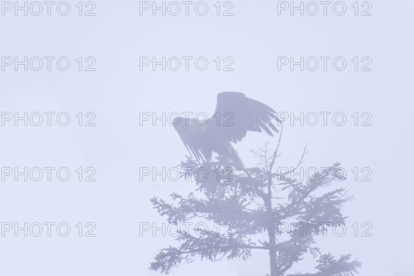 Bald Eagle (Haliaeetus leucocephalus), Iowa, USA