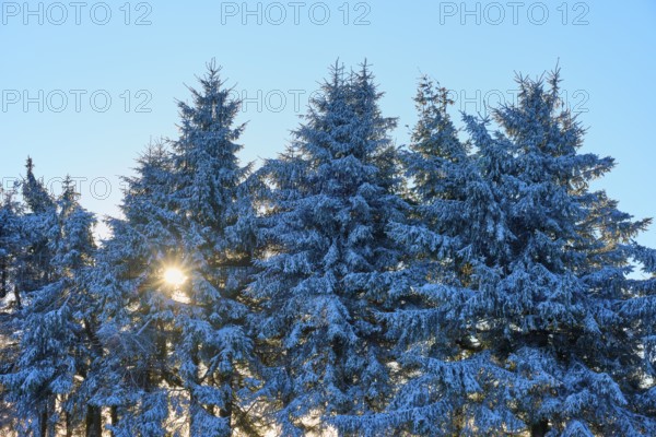 Snow-covered spruce trees with sunbeams through the branches in the cold forest, winter, Wasserkuppe, Gersfeld, Rhön, Hesse, Germany