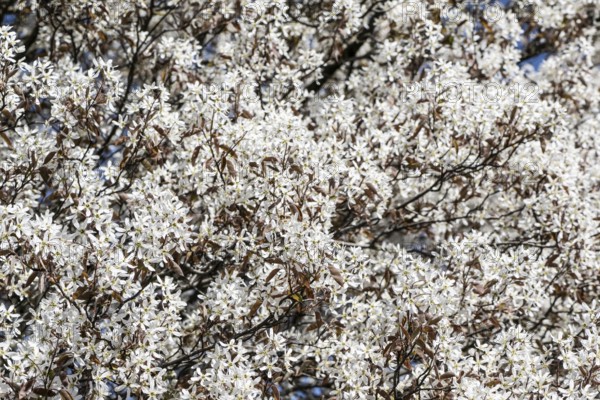 Copper rock pear (Amelanchier lamarckii), Emsland, Lower Saxony, Germany