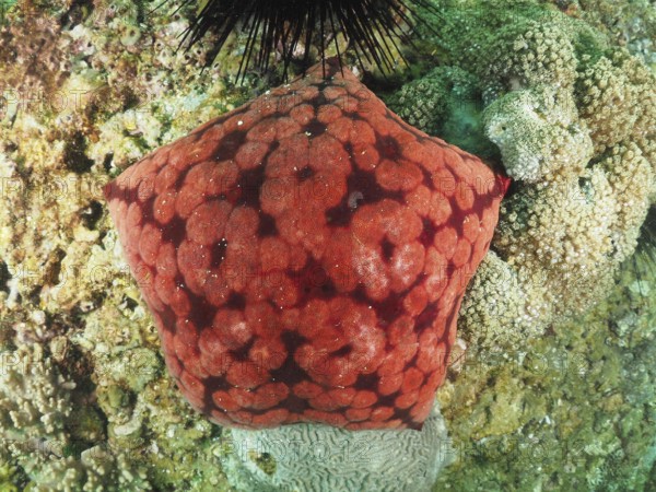 Spiny cushion star (Culcita novaeguineae), dive site Mermaid Cove, Qantab, Oman