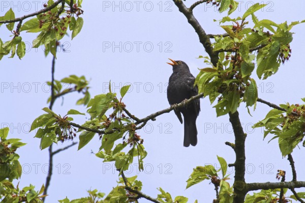 Common Blackbird (Turdus merula) male singing from tree in spring