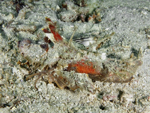 Red coloured Spiny Devilfish (Inimicus didactylus) on the seabed, dive site Pidada, Penyapangan, Bali, Indonesia