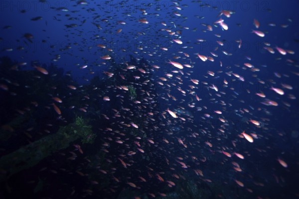 A shoal of Mediterranean flagfish (Anthias anthias) swimming in a deep blue sea, dive site Wreck le Donator, Giens peninsula, Provence Alpes Côte d'Azur, France