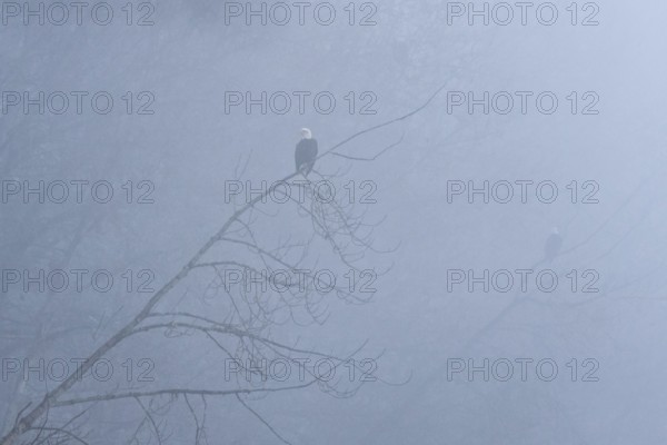 Bald Eagle (Haliaeetus leucocephalus), Alaska, USA